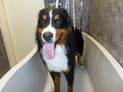 Berner Senn beim baden