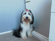 Bearded Collie