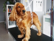 English Cocker Spaniel